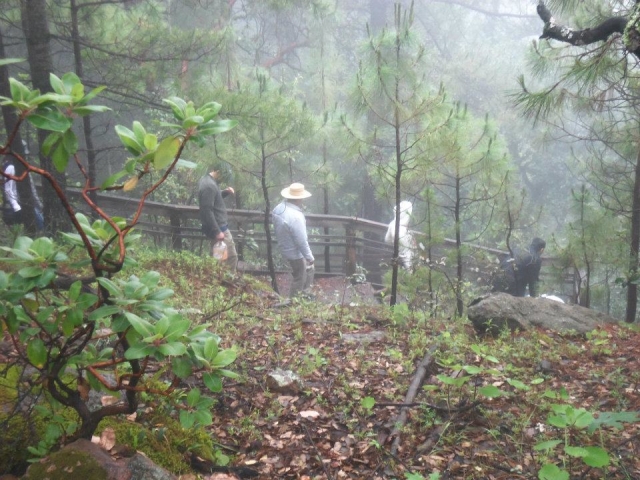 Desciende por la mañana